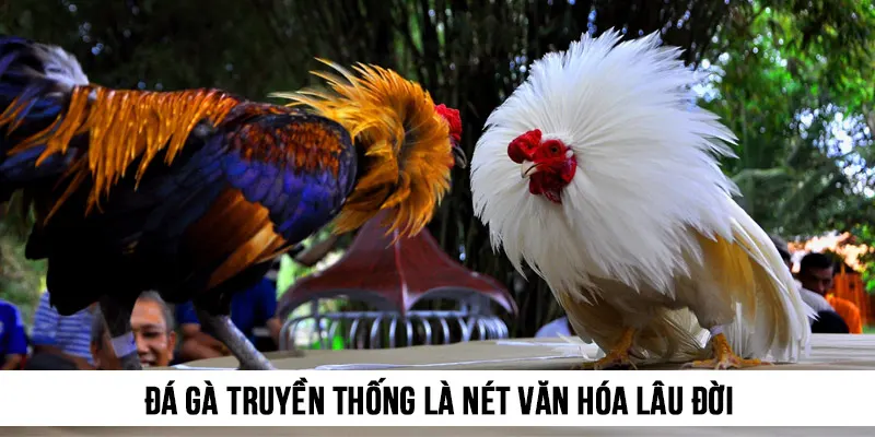 Đá gà truyền thống là nét văn hóa lâu đời, nay đã có mặt online tại Đá gà EE88