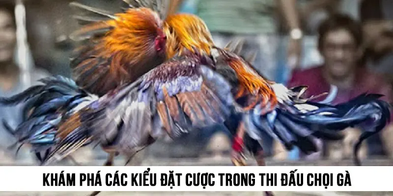 Khám phá các kiểu đặt cược trong thi đấu chọi gà